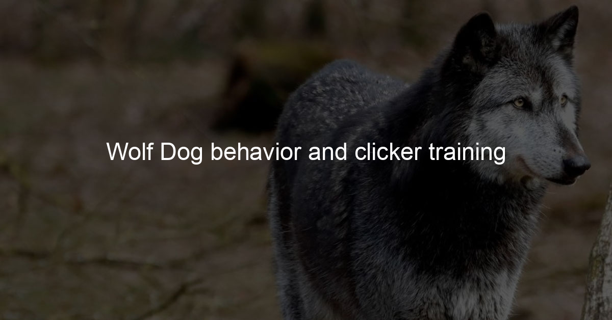 Wolf Dog behavior and clicker training - Wolf Dog Love